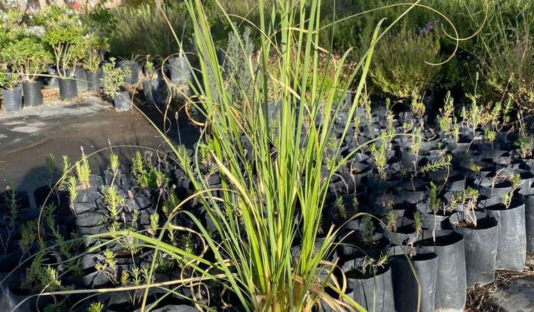 Cola de Zorro 0,8-1m (Ceratophyllum demersum)
