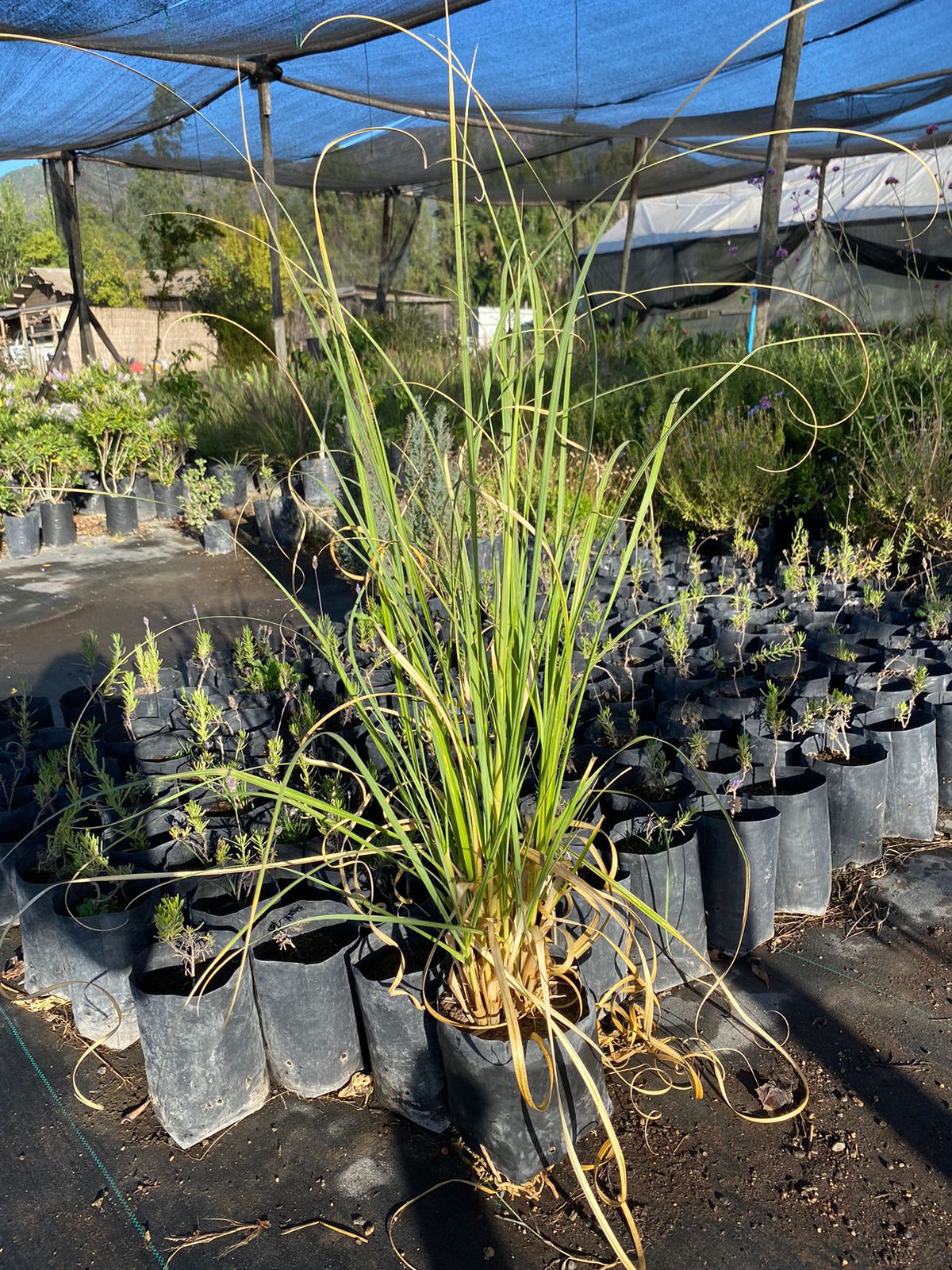 Cola de Zorro 0,8-1m (Ceratophyllum demersum)
