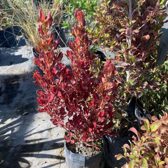 Coprosma Roja (Coprosma repens)