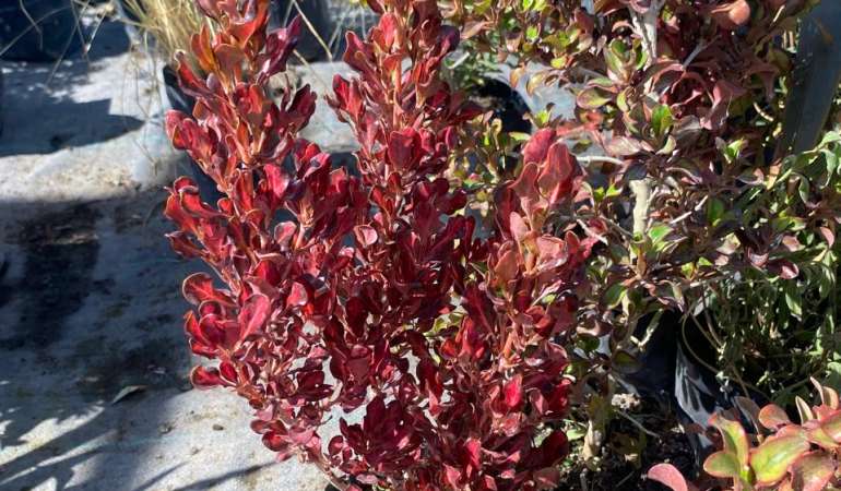 Coprosma Roja (Coprosma repens)