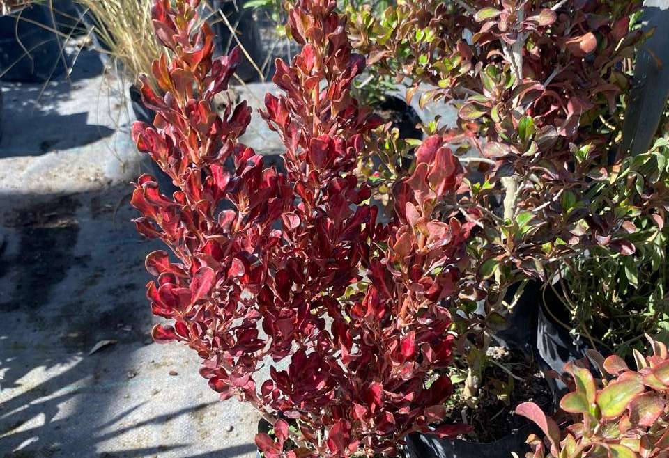 Coprosma Roja (Coprosma repens)