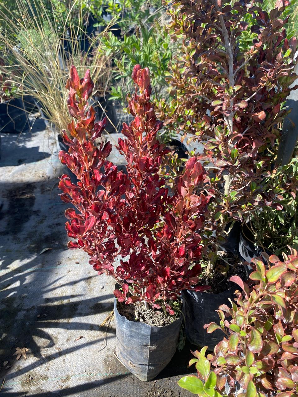 Coprosma Roja (Coprosma repens)