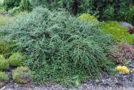 Cotoneaster 1m (Cotoneaster microphyllus)