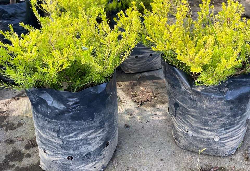 Diosma pulchella