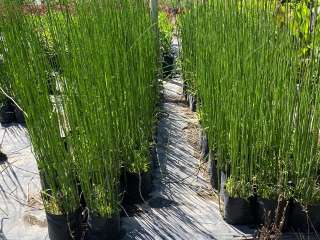 Equisetum 1m (Cola de caballo)