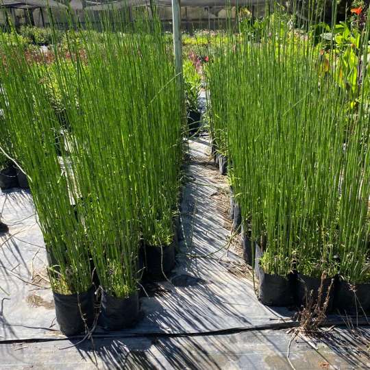 Equisetum 1m (Cola de caballo)