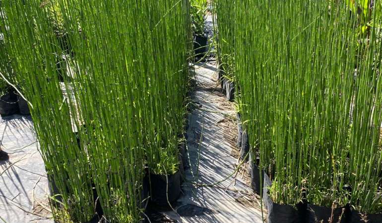 Equisetum 1m (Cola de caballo)