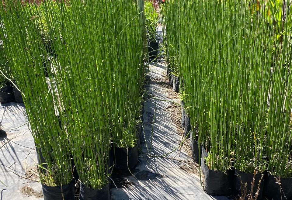 Equisetum 1m (Cola de caballo)