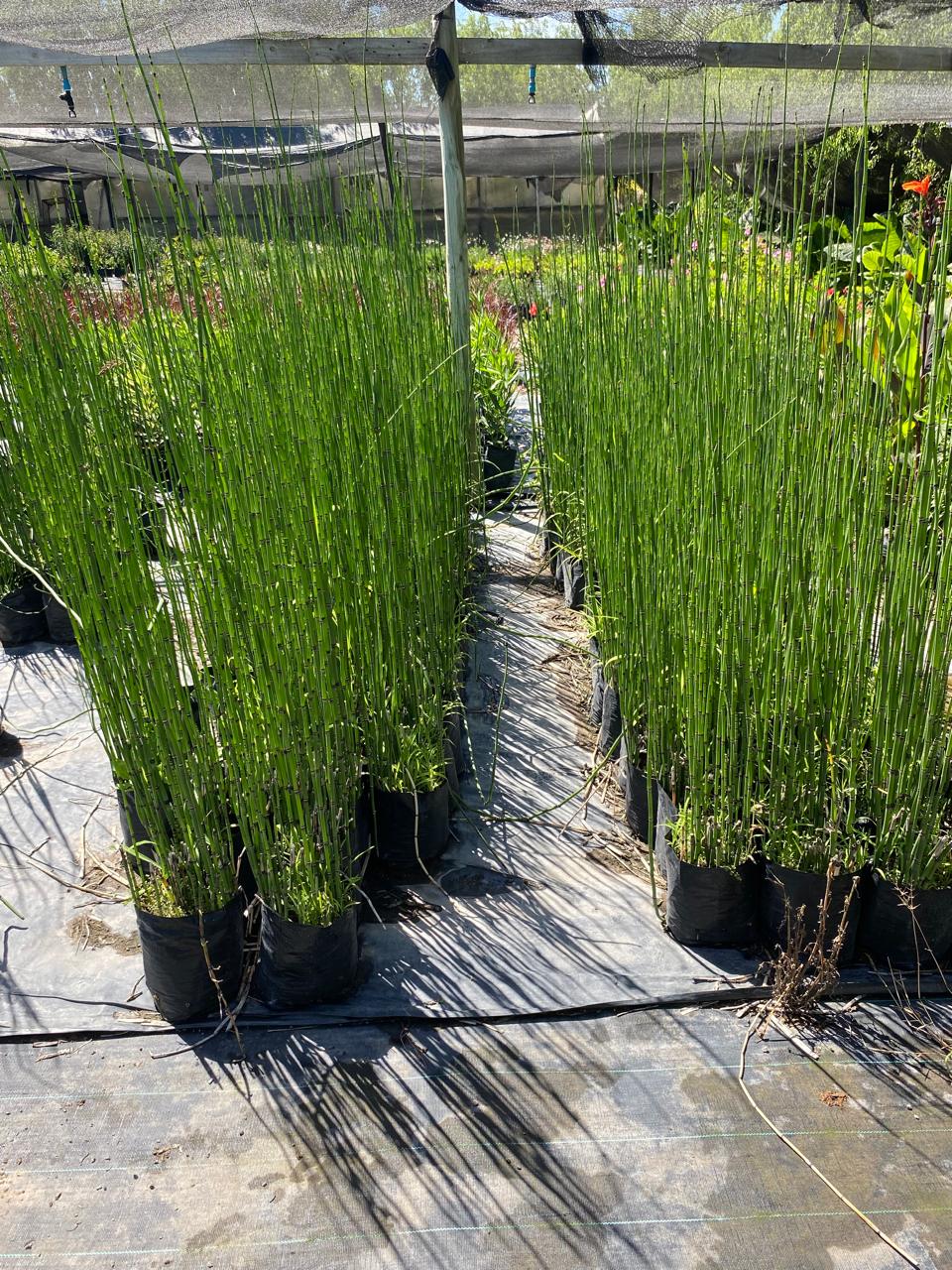 Equisetum