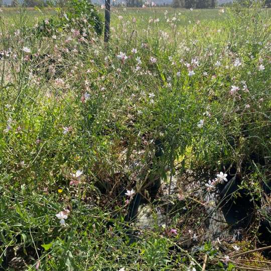 Gaura Blanca bol25