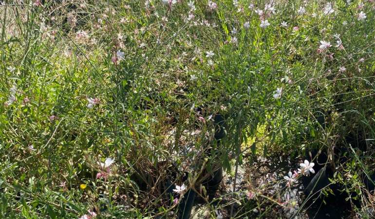 Gaura Blanca bol25