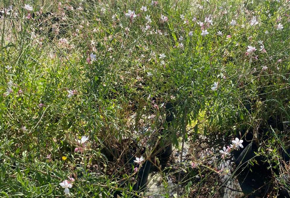 Gaura Blanca bol25