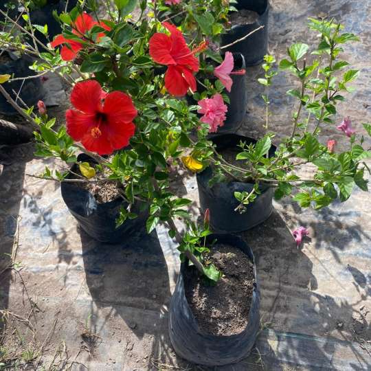 Hibisco Rojo Bol25