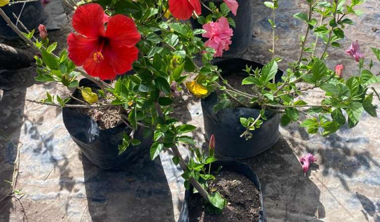 Hibisco Rojo Bol25