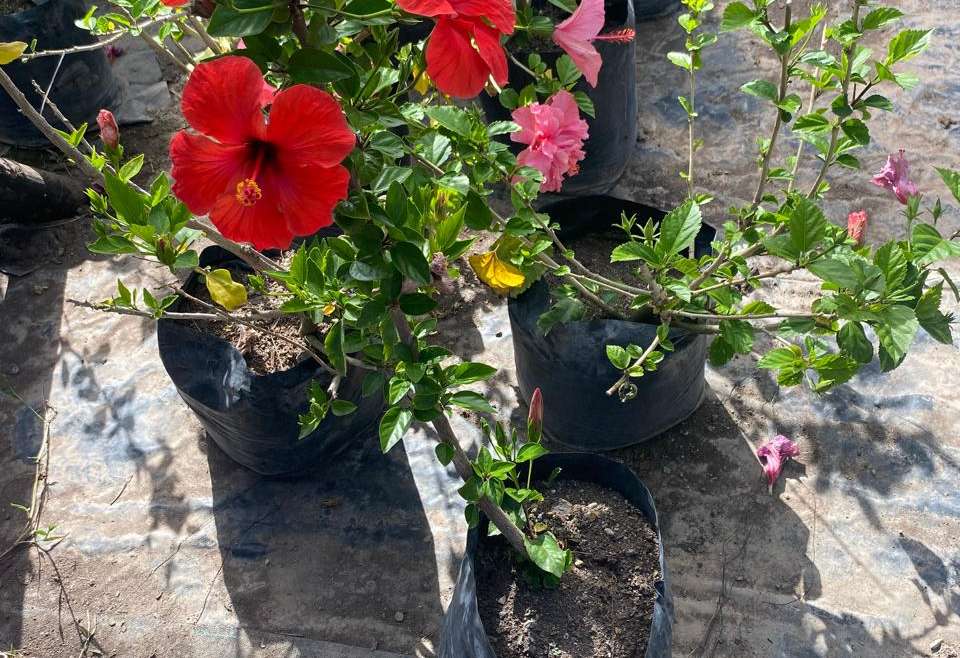 Hibisco Rojo Bol25