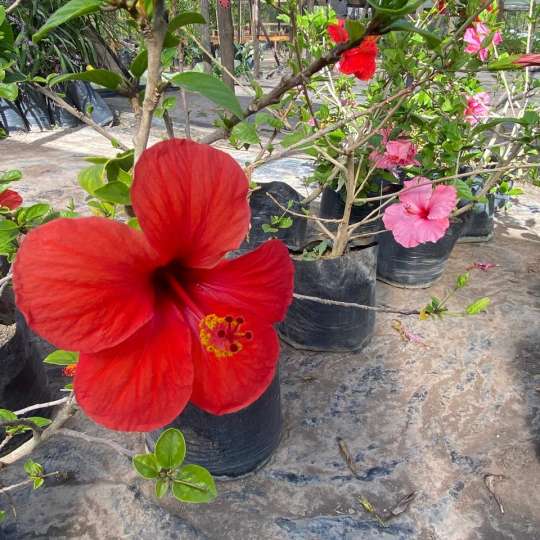 Hibisco Rojo Grande Bol40