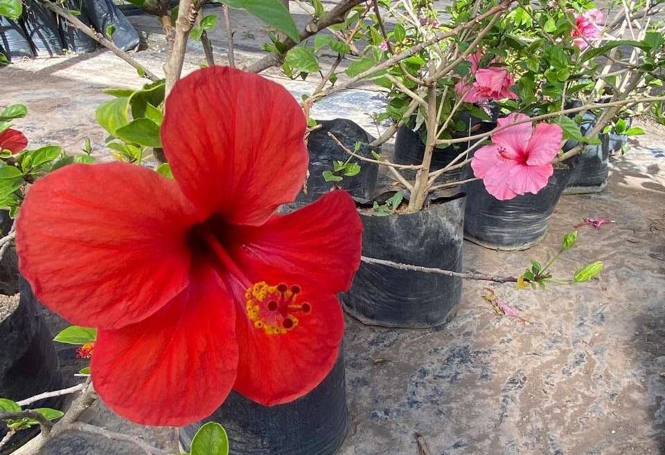 Hibisco Rojo Grande Bol40