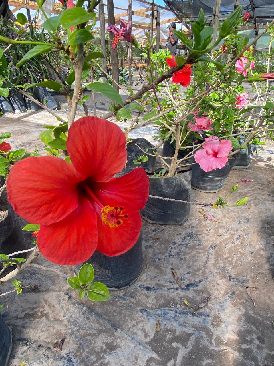 Hibisco Rojo Grande Bol40