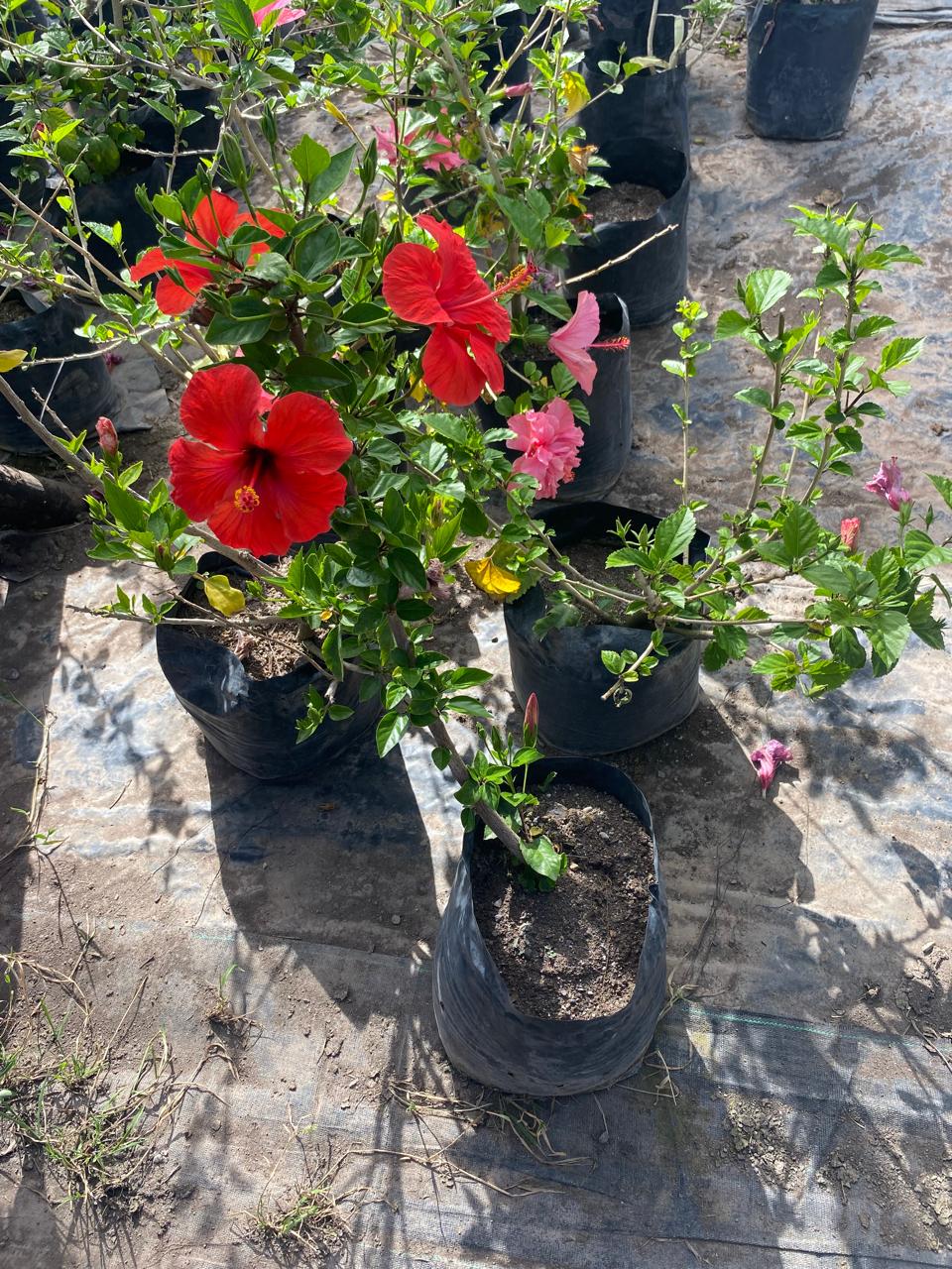 Hibisco Rojo Bol25