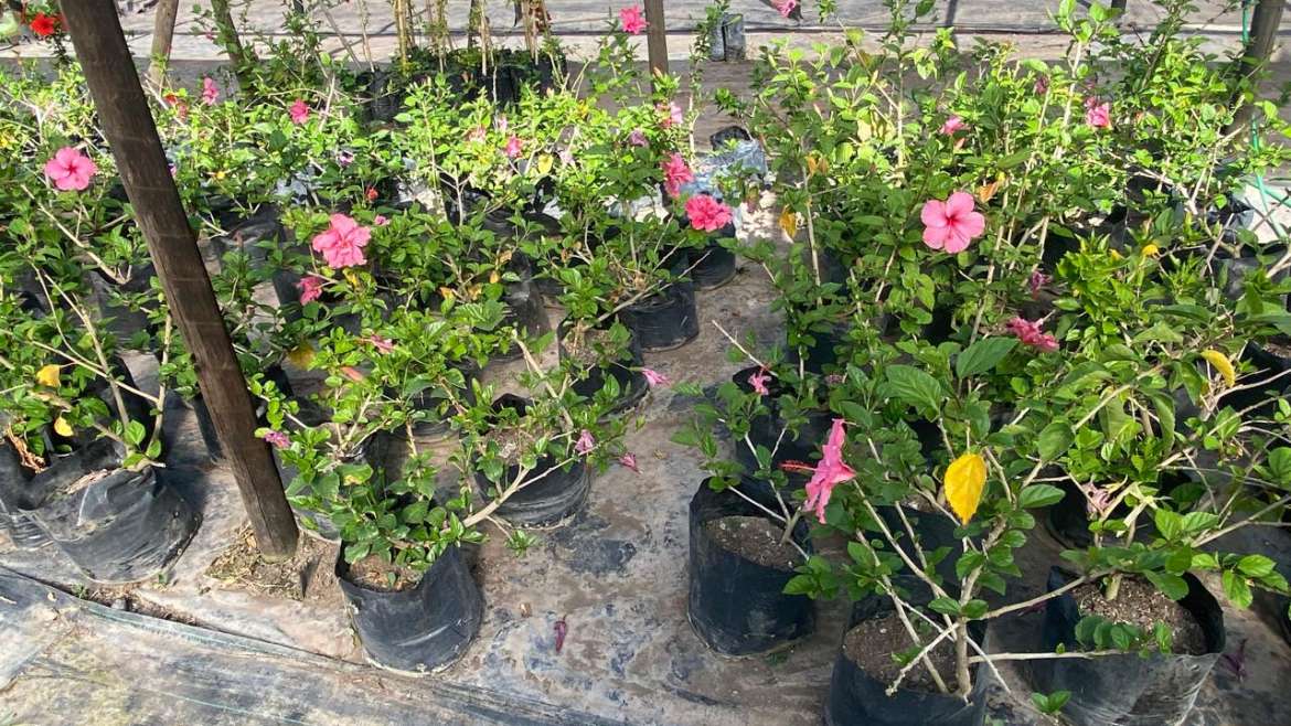 Hibisco Rosado Grande Bol40