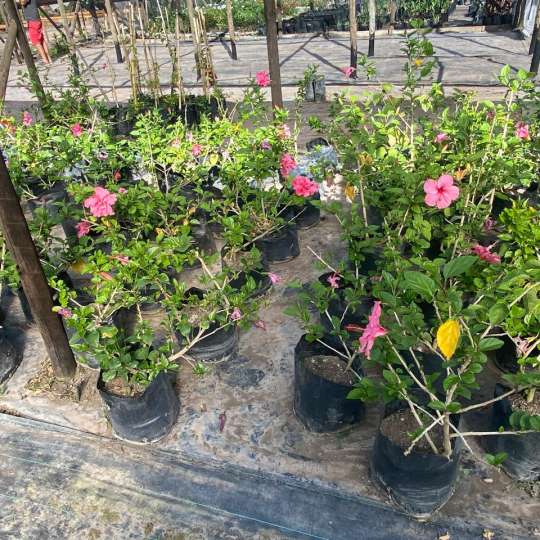 Hibisco Rosado Grande Bol40