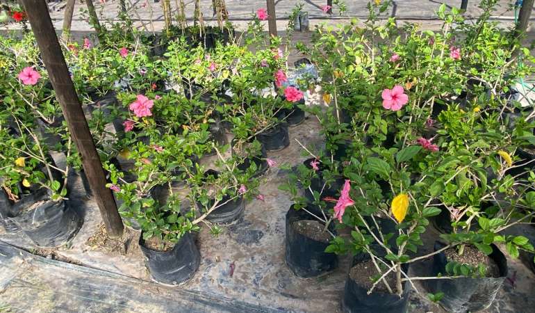 Hibisco Rosado Grande Bol40