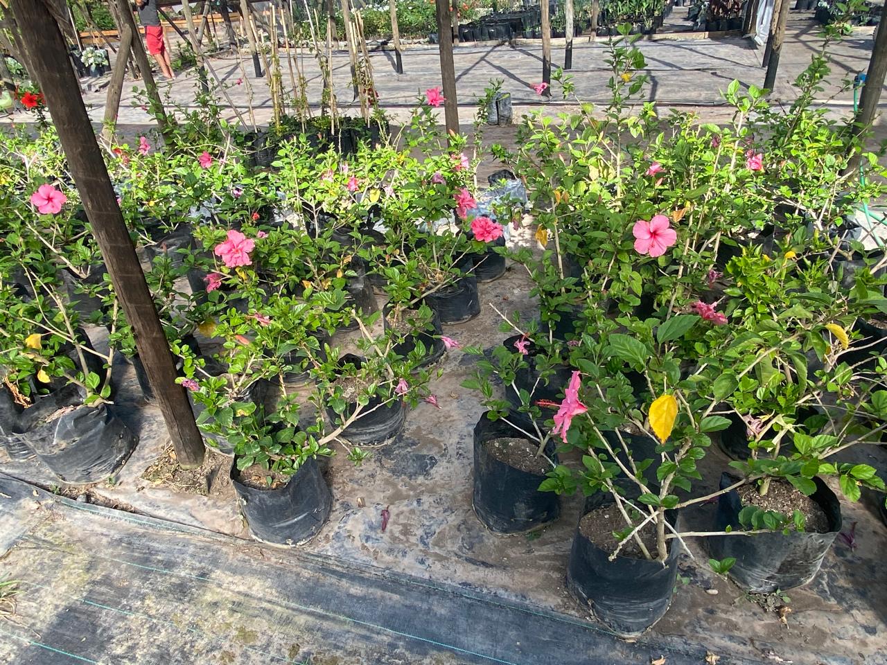 Hibisco Rosado Grande Bol40