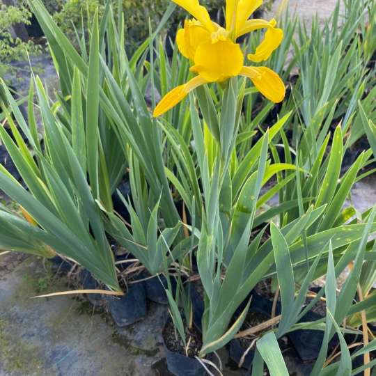 Lirio Amarillo Bol25