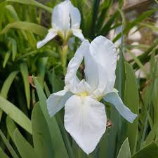 Lirio Blanco Bol25