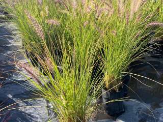 Pennisetum Rupeliano Bol25