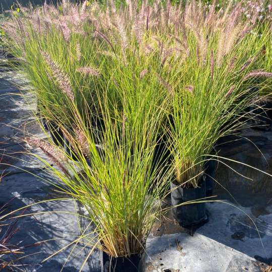 Pennisetum Rupeliano Bol25