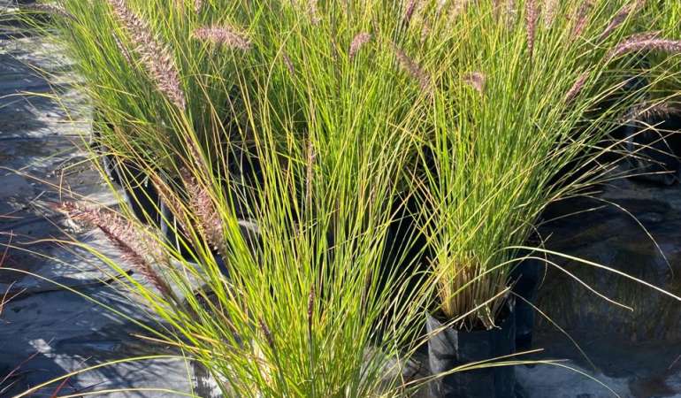Pennisetum Rupeliano Bol25