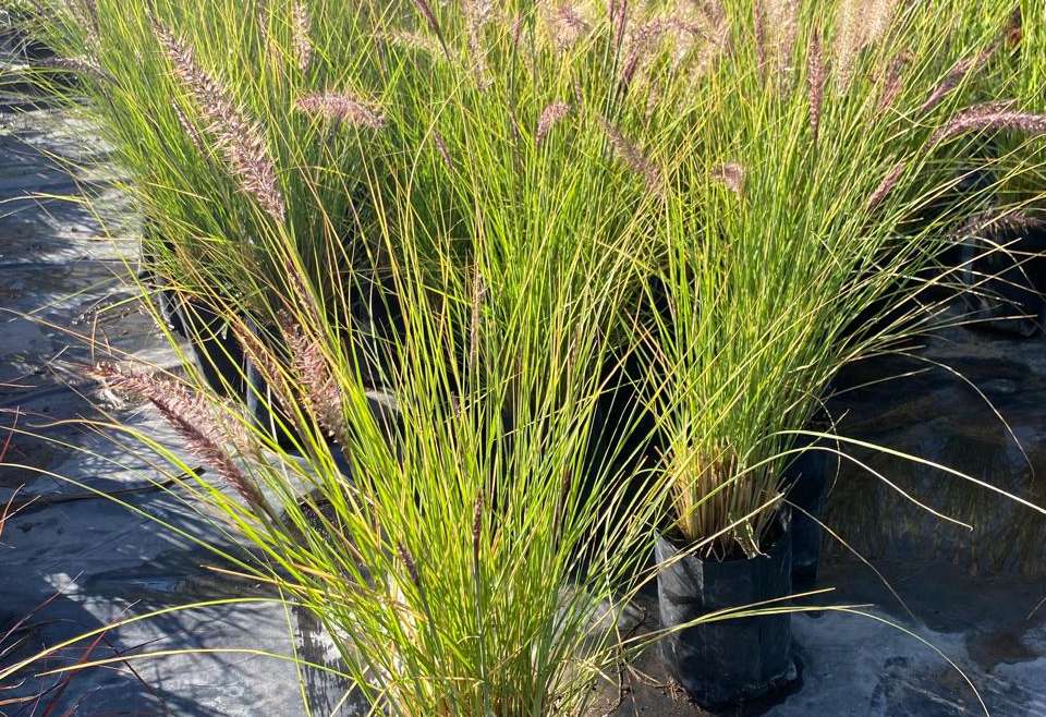 Pennisetum Rupeliano Bol25