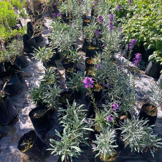 Erysimum