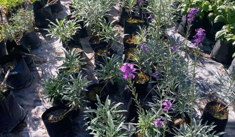 Erysimum