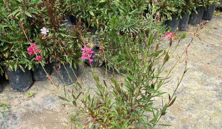 Gaura Rosada Bol25