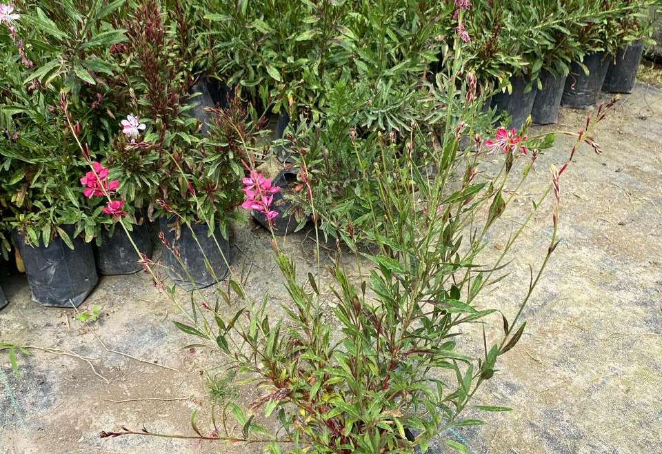 Gaura Rosada Bol25