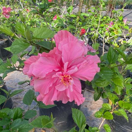 Hibisco Rosado Pequeño Bol25