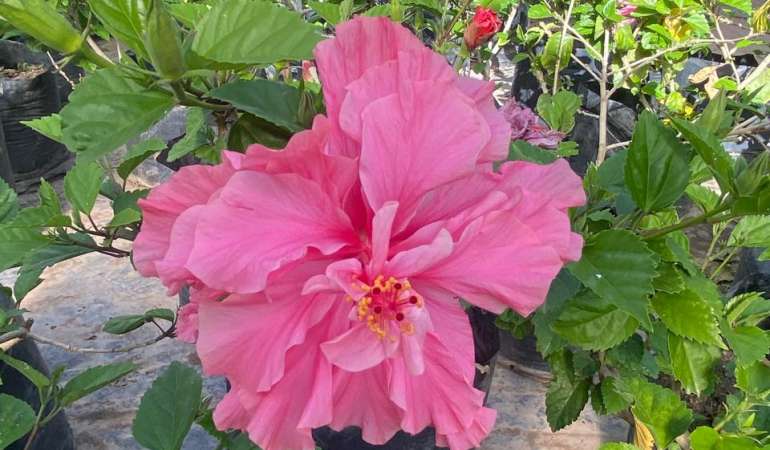 Hibisco Rosado Pequeño Bol25