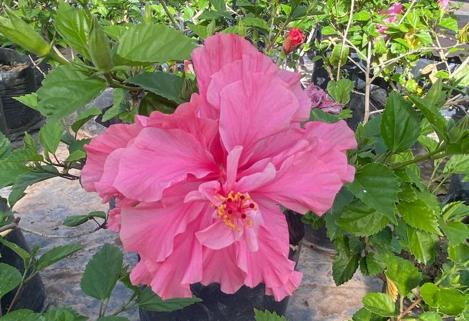 Hibisco Rosado Pequeño Bol25