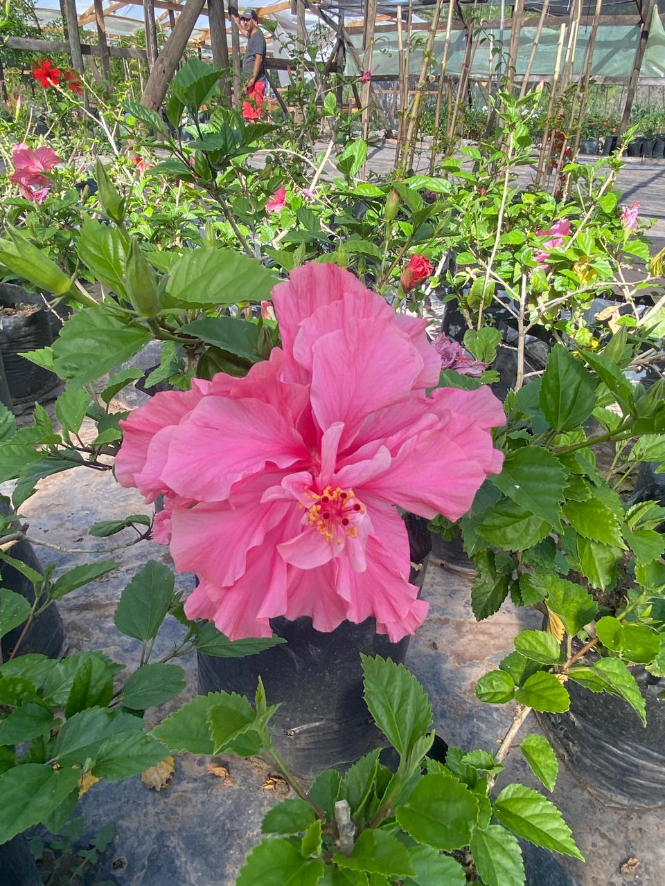 Hibisco Rosado Pequeño Bol25